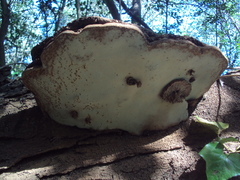 Ganoderma