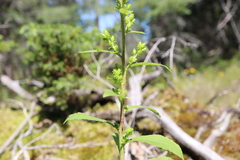 Solidago squarrosa