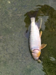 Opsariichthys pachycephalus