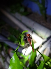 Diplacodes bipunctata
