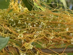 Cuscuta campestris