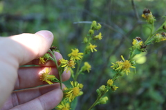 Solidago squarrosa