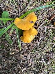 Cantharellus enelensis