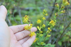 Solidago squarrosa