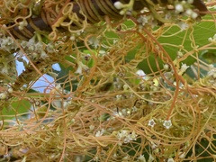 Cuscuta campestris