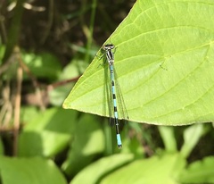 Coenagrion hastulatum
