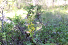Solidago squarrosa