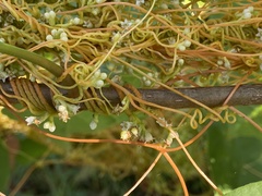 Cuscuta campestris
