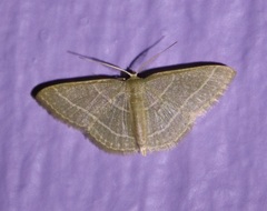 Pleuroprucha