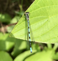 Coenagrion hastulatum
