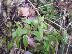 Mentha canadensis