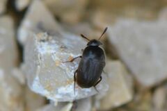 Ptomaphagus