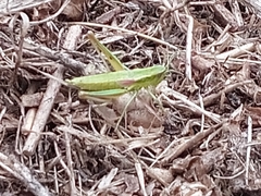 Euthystira brachyptera