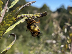 Ocnaea