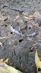 Eudrilus eugeniae