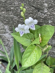 Asystasia intrusa