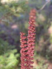 Pterospora andromedea