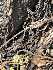 Stenocercus ornatissimus