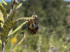 Ocnaea