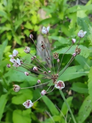 Butomus umbellatus