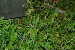 Plantago virginica