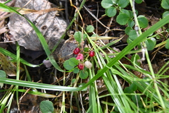 Maianthemum bifolium