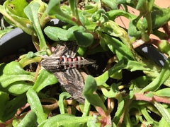 Agrius convolvuli
