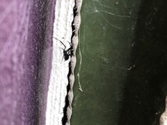 Latrodectus hesperus