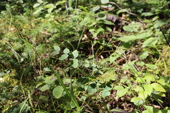 Lathyrus ochroleucus