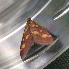 Pyrausta purpuralis