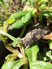 Agrius convolvuli