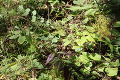 Lathyrus ochroleucus