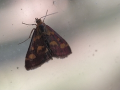 Pyrausta purpuralis