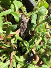 Agrius convolvuli
