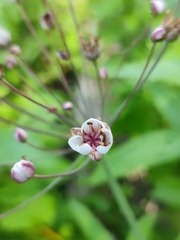 Butomus umbellatus
