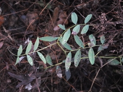 Vicia amoena