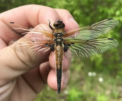 Libellula quadrimaculata