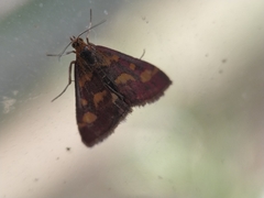 Pyrausta purpuralis