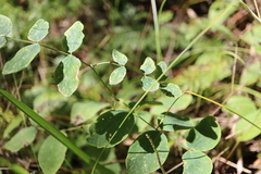 Lathyrus ochroleucus