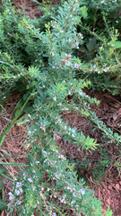 Lespedeza cuneata