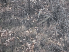 Phasianus colchicus