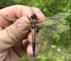 Libellula quadrimaculata