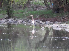 Egretta tricolor