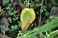 Maianthemum bifolium