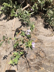 Heliotropium