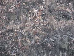 Phasianus colchicus