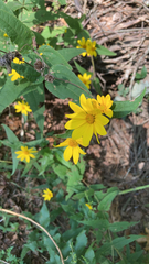 Helianthus divaricatus