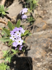 Heliotropium