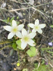 Parnassia glauca