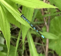 Coenagrion hastulatum
